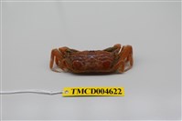 藏品(短身大眼蟹)的圖片